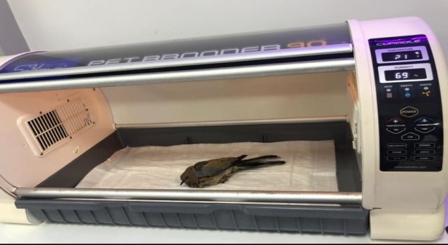 Yaralı kumruya Onikişubat Personelleri Sahip Çıktı