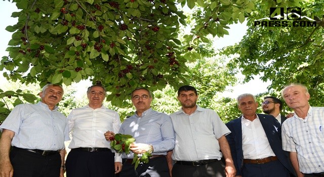 Başkan Güngör; “Çiğşar Kirazı’nın Marka Değerini Artıracağız”