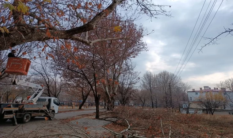 Budanan ağaç dalları, dar gelirli ailelere ulaştırılıyor