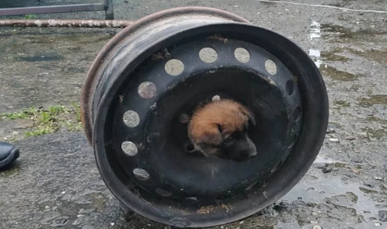 Yavru köpeğin başı jantla dertte