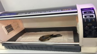 Yaralı kumruya Onikişubat Personelleri Sahip Çıktı