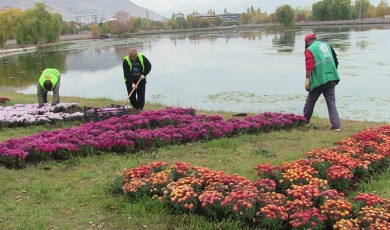 Elbistan, kasımpatı çiçekleri ile renklendirildi