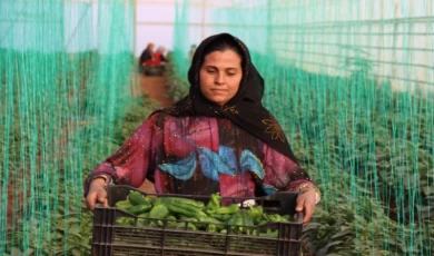 “Toplum Temelli Seracılık” projesinde hasat sevinci