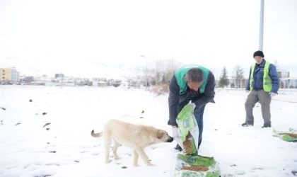 Sokak hayvanları için yem ve mama bırakıldı