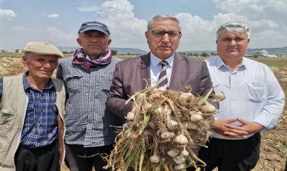 Kahramanmaraş’ta sarımsak hasadı başladı