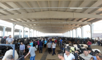 Canlı Hayvan Borsası’nda Padok Kiralama İşlemleri Başladı!