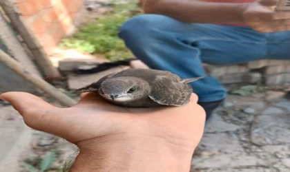 Yaralı ebabil kuşuna vatandaşlar sahip çıktı 