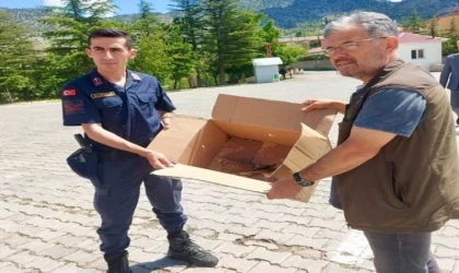 Yaralı kerkenez yavrusuna jandarma sahip çıktı   