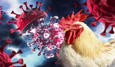 Meksika’da can alan kuş gribi endişelendirdi! Tavuk eti ve yumurta tüketimiyle hastalık mümkün değil!