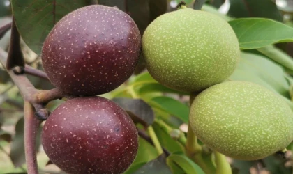 KSÜ’de Ceviz Islahı Çalışmaları Kapsamında Yeni Bir Bitkisel Gen Kaynağı Geliştirildi