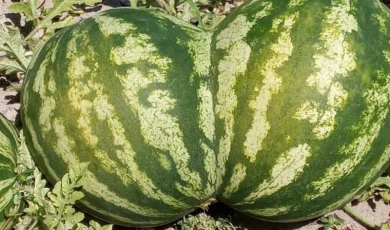 Kalp şeklindeki karpuz şaşkınlık yarattı