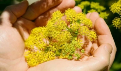 Bitki çeşitleri kayıt altına alınacak