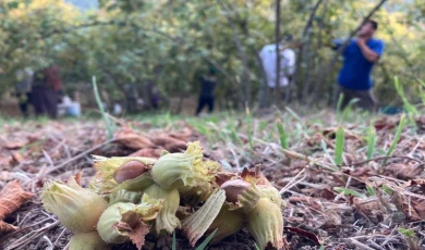 Fındık üreticisinden sitem! Üretmekten vazgeçeceğiz