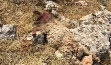 Mardin’de aç kurtlar saldırdı! 15 koyun telef oldu